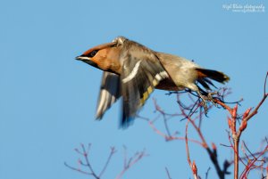 Bohemian Waxwing