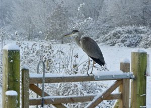 Frosty heron