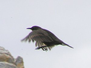 Tussock Bird landing
