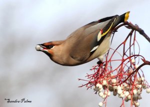 Bohemian Waxwing