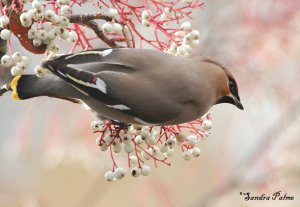 Bohemian Waxwing