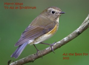 Merry Christmas to all at Birdforum
