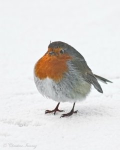 Robin