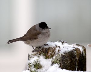 Blackcap