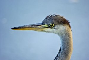 Grey Heron in the snow