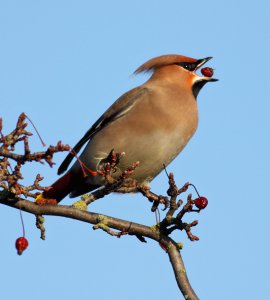 Waxwing @ Swillington