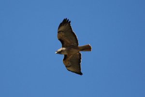 Red-tailed Hawk