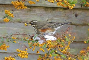 Redwing