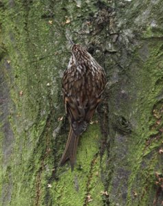 Treecreeper