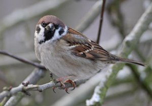 Tree Sparrow