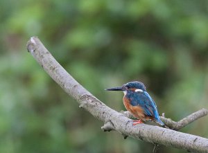 Kingfisher