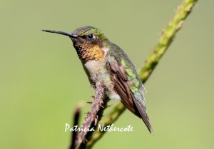 Male Ruby-throated hummingbird