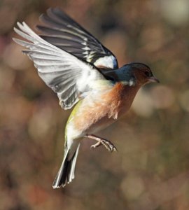 Chaffinch in Flight