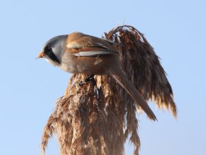 Bearded Tit