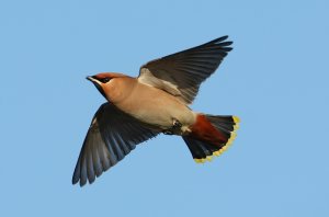 Waxwing