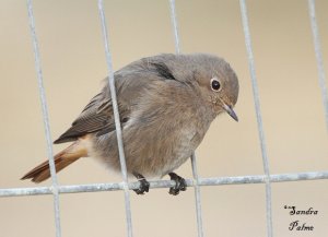 Black Redstart