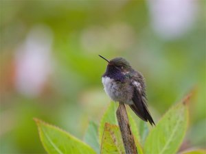 Volcan Hummingbird