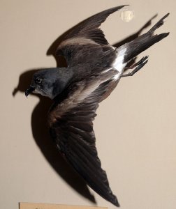 Guadelupe Petrel