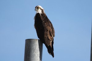 Osprey