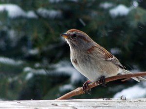 Tree Sparrow vs Snow