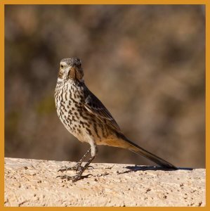 Sage Thrasher -