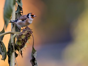 Goldfinch