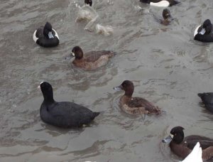 Lesser Scaup