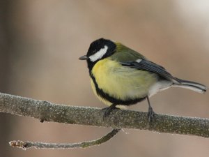 Great Tit