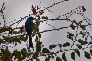 Ashy Drongo