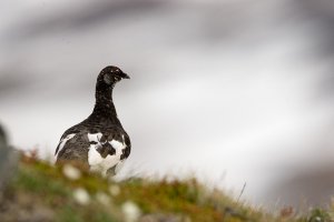 Rock Ptarmigan