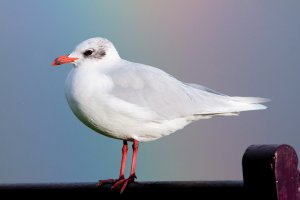 Med Gull and rainbow