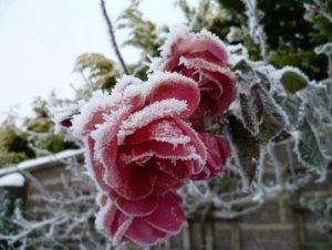 Chilly Rose