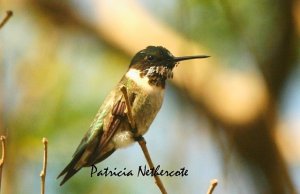 Moustached Ruby throat