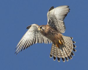 Common kestrel