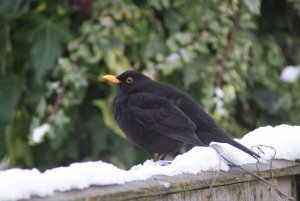 blackbird on my fence