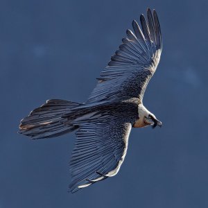 Bearded vulture