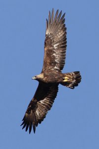 Golden eagle