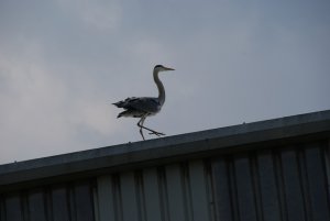 Heron on a hot tin roof
