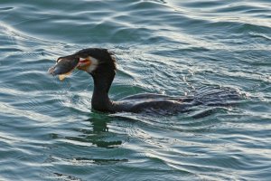 Great Cormorant