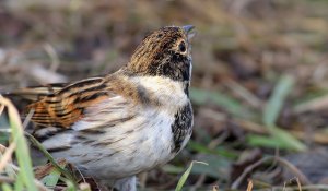 Male Reed Bunting-camera shy!!!