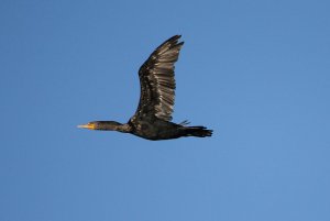 Double-crested Cormorant