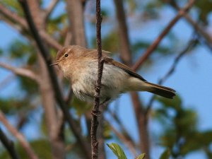 Chiffchaff