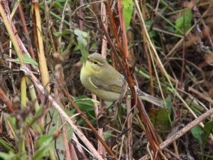 Willow warbler