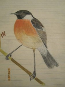 stonechat