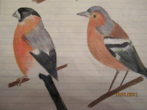 finches