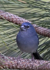 Blue Chaffinch