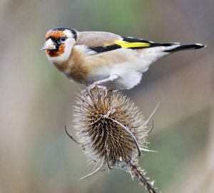 Goldfinch on thistle