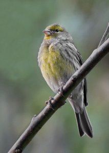 Wild Canary