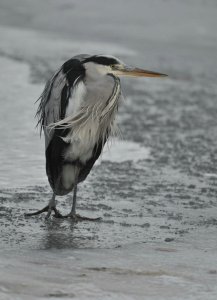 The Big Freeze; Grey Heron