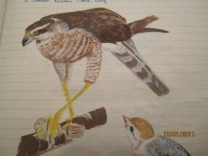 sparrowhawk